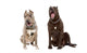 Two Yawning Dogs Breed Wall Decal Sticker Set Wall Decal