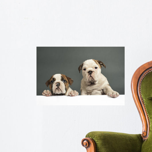 English Bulldog Puppies Wall Decal