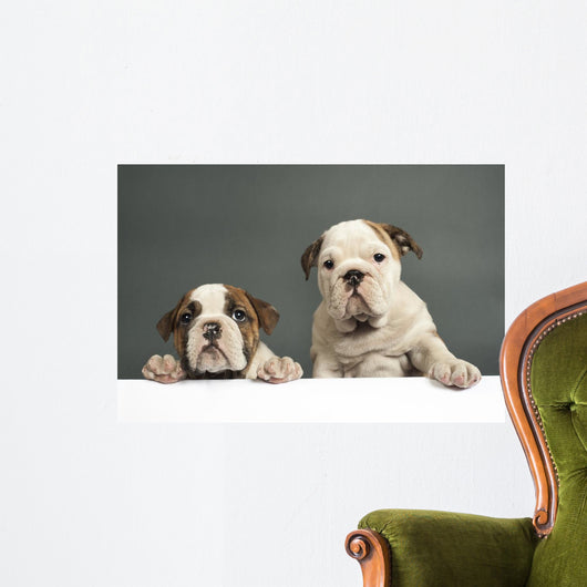 English Bulldog Puppies Wall Decal