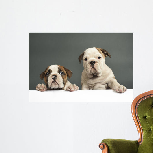 English Bulldog Puppies Wall Decal