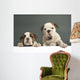 English Bulldog Puppies Wall Decal