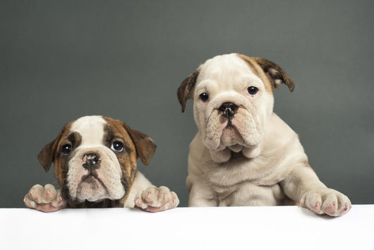 English Bulldog Puppies Wall Decal