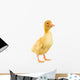 Little Yellow Duckling Wall Decal