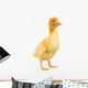 Little Yellow Duckling Wall Decal