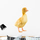 Little Yellow Duckling Wall Decal