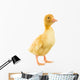 Little Yellow Duckling Wall Decal