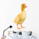 Little Yellow Duckling Wall Decal