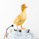 Little Yellow Duckling Wall Decal
