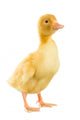 Little Yellow Duckling Wall Decal