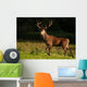 Red Deer Wall Decal