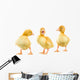 Three Yellow Ducklings Wall Stickers Wall Decal