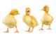Three Yellow Ducklings Wall Stickers Wall Decal