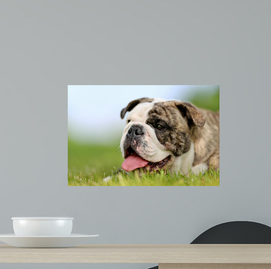 Close-up Purebred Bulldog Wall Decal