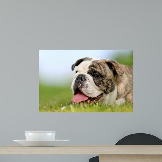 Close-up Purebred Bulldog Wall Decal