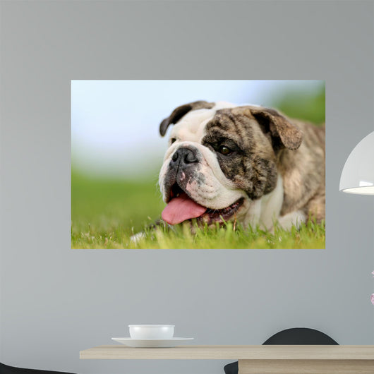 Close-up Purebred Bulldog Wall Decal