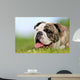 Close-up Purebred Bulldog Wall Decal