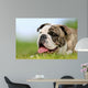 Close-up Purebred Bulldog Wall Decal