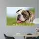 Close-up Purebred Bulldog Wall Decal