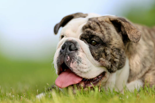 Close-up Purebred Bulldog Wall Decal