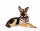 German Shepherd Dog Wall Decal Design 1