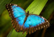 Blue Butterfly Green Leaf Wall Decal