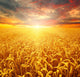 Field Wheat Wall Decal