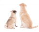 Dog Friendship Wall Decal