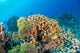 Maldives Corals House for Wall Decal