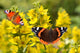 Schmetterling 127 Wall Decal