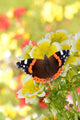 Schmetterling 140 Wall Decal