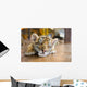 Small Tiger Sleeping Wall Decal