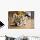 Small Tiger Sleeping Wall Decal