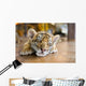 Small Tiger Sleeping Wall Decal
