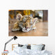 Small Tiger Sleeping Wall Decal