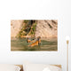 Adult Tigers Play Fighting Wall Decal