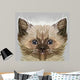 Persian Cat Wall Decal