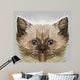 Persian Cat Wall Decal