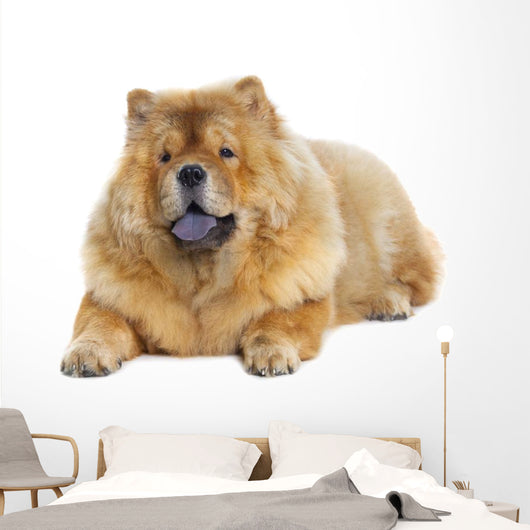 Chow-chow Dog Wall Decal Design 2