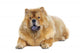 Chow-chow Dog Wall Decal Design 2