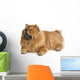 Chow-chow Dog Wall Decal Design 1