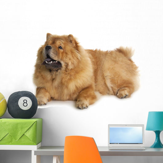 Chow-chow Dog Wall Decal Design 1