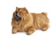 Chow-chow Dog Wall Decal Design 1