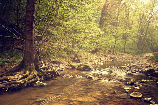 River Woods Wall Decal