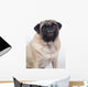 Grinning Pug 1 Wall Decal