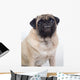 Grinning Pug 1 Wall Decal
