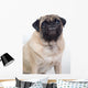 Grinning Pug 1 Wall Decal