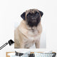 Grinning Pug 1 Wall Decal