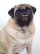Grinning Pug 1 Wall Decal