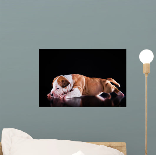 Puppy American Staffordshire Terrier Wall Mural