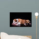 Puppy American Staffordshire Terrier Wall Mural